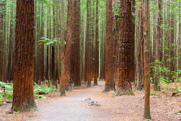 Redwood Forest - New Zealand