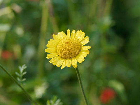 Cota tinctoria - La fleur d'Anth&eacute;mis ou camomille des teinturiers aux capitules jaune dor&eacute;