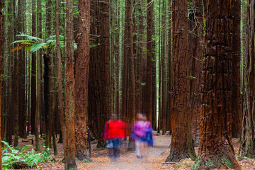 Rotorua Redwoods Forest, New Zealand 
