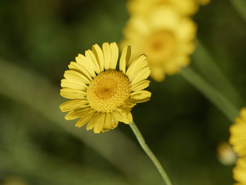 Cota tinctoria - La fleur d'Anth&eacute;mis ou camomille des teinturiers aux capitules jaune dor&eacute;