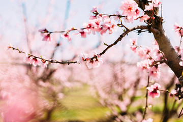 Peach trees in bloom