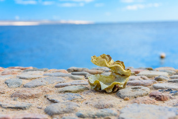 Shell of the tridacna mollusk. Red sea on background