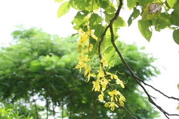 ゴールデンシャワー