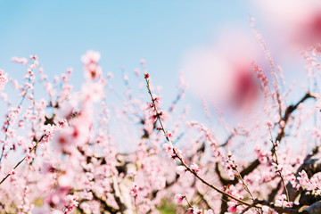 Peach trees in bloom