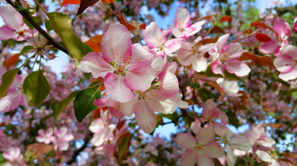 Branches of spring apple tree with beautiful pink flowers