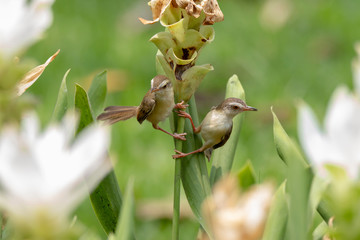 Plain Prinia (prinia inornata) perches on a white Curcuma Alismatifolia tree in the green background