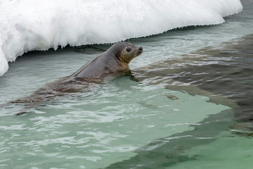 Naklejka premium Sea Lion swimming in water