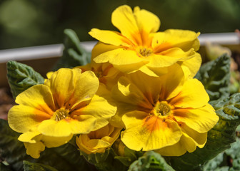 Bright Yellow Flowers on a Spring Day