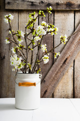 cherry flower blossom branch in enamel milk canister at white wooden table, old weathered wood wall background