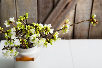 cherry flower blossom branch in enamel milk canister at white wooden table, old weathered wood wall background