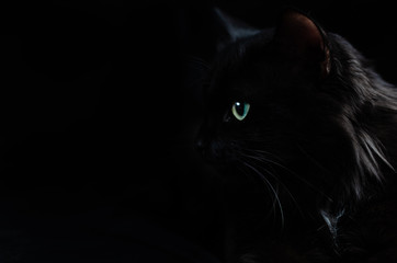 Black beautiful cat on black background with bright eyes.