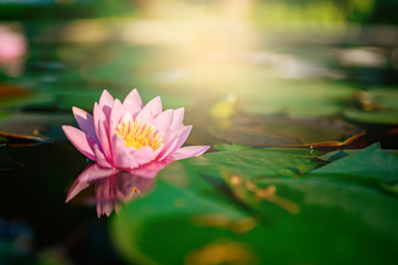 beautiful lotus flower on the water after rain in garden.