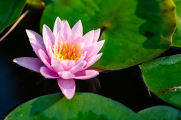 beautiful lotus flower on the water after rain in garden.
