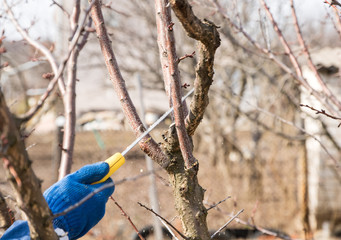 man makes spring tree pruning in a garden with a garden saw