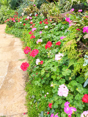 Garden geranium or pelargonium hortorum