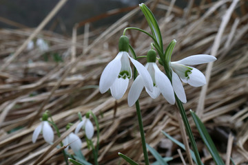 Nature background.Beautiful snowdrop. The first sign of spring. The snow-white flowers in the shape of a bell. Spring flowers.Blurred background.