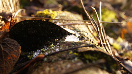 SONY DSC
