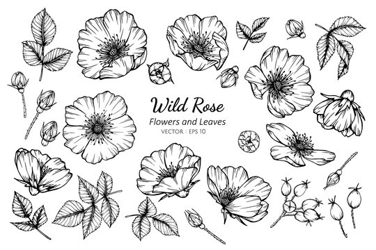 Collection set of wild rose flower and leaves drawing illustration.