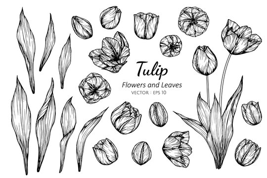 Collection set of tulip flower and leaves drawing illustration.