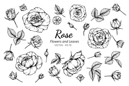 Collection set of rose flower and leaves drawing illustration.