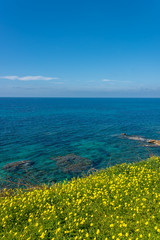 Turquoise Blue Southern Italian Mediterranean Sea on a Sunny Day With Yellow Flowers