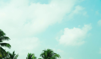 Vintage toned palm tree over sky background summer