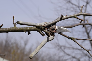 Secateurs hanged on a pear branch. Pruning pear branches pruners. Trimming the tree with a cutter. Spring pruning of fruit trees.