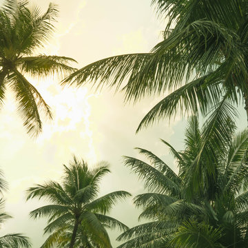 Vintage toned palm tree over sky background summer