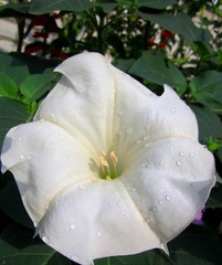 Fototapeta na wymiar White flower-2