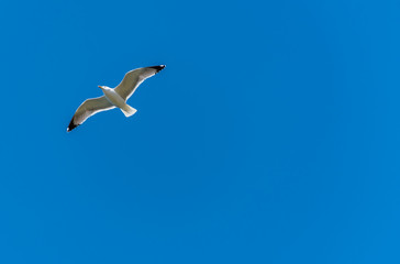 Seagull Flying in a Clear Blue Sky over the Mediterranean Sea