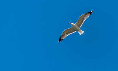 Seagull Flying in a Clear Blue Sky over the Mediterranean Sea