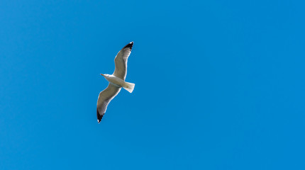 Seagull Flying in a Clear Blue Sky over the Mediterranean Sea