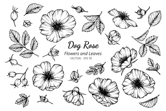 Collection set of dog rose flower and leaves drawing illustration.