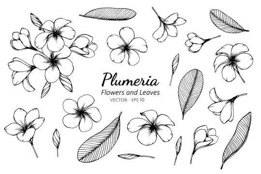 Collection set of plumeria flower and leaves drawing illustration.