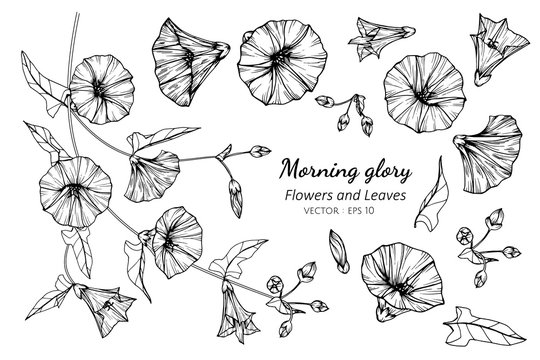 Collection set of morning glory flower and leaves drawing illustration.