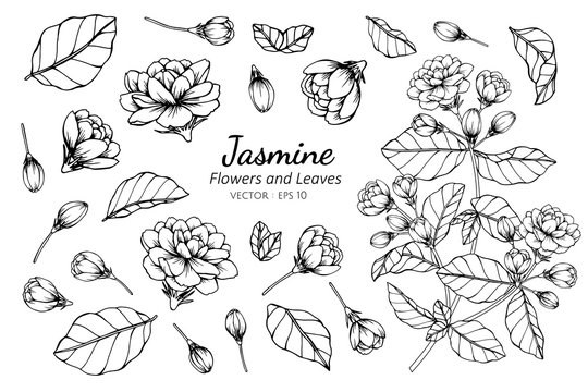 Jasmine, Flower. Sketch, Doodle. Colorful Drawing On A White Background.  Stock Photo, Picture and Royalty Free Image. Image 101292612.