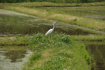 白鷺