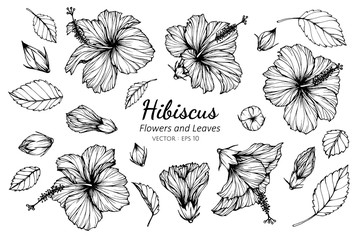 Collection set of hibiscus flower and leaves drawing illustration.