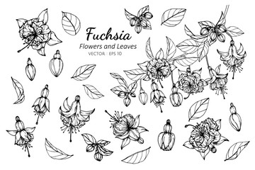 Collection set of fuchsia flower and leaves drawing illustration. - obrazy, fototapety, plakaty