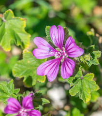 Bee in a Purple Wildflower in Southern Italy in Spring