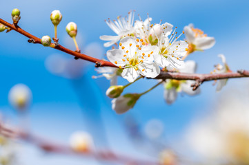 Almond Tree Blossoms in Spring