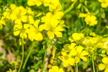 Obraz premium Yellow Wildflowers on a Sunny Day in Italy