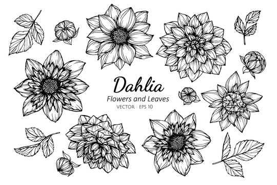 Collection set of dahlia flower and leaves drawing illustration.