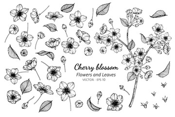 Collection set of cherry blossom flower and leaves drawing illustration.