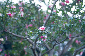 Red pink camellia in a garden