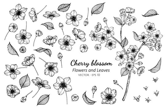 Collection set of cherry blossom flower and leaves drawing illustration.