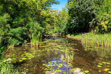 Small river in the forest at summer