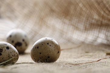 Fresh organic quail eggs on hemp fabric burlap. Space for text