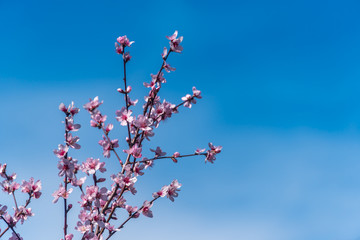 Fruit Tree Blossoms Against a Clear Blue Sky for Backgrounds