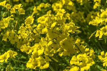 Yellow Wildflowers on a Sunny Day in Italy